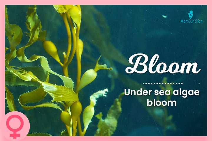 Bloom is a name relating to the sea algae that bloom underwater