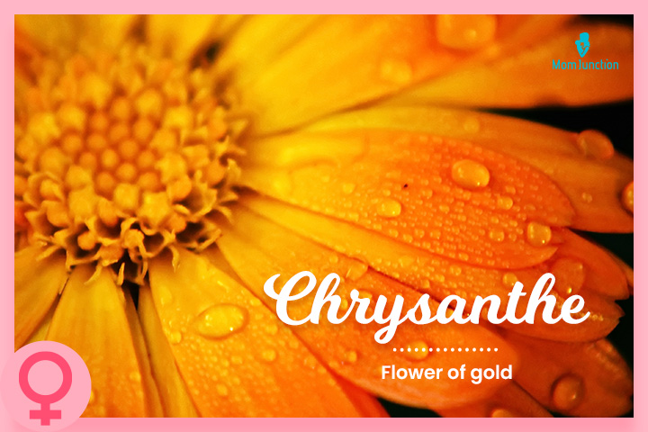 Chrysanthe, means a flower of gold