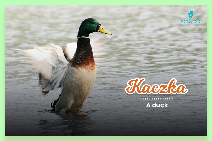 Kaczka, A duck