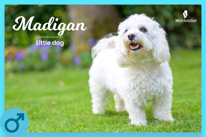 Madigan means a little dog
