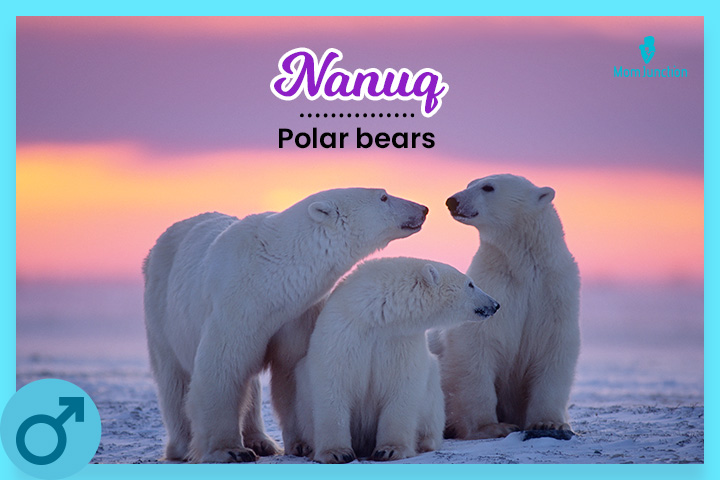 Nanuq is an interesting bear name