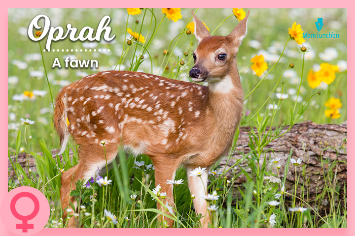 Oprah, a fawn