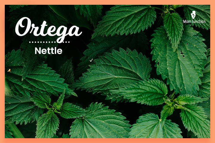 Dominican last name Ortega means ‘nettle’