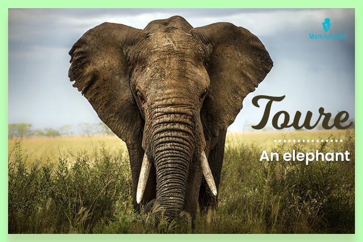 ToureToure, an African elephant