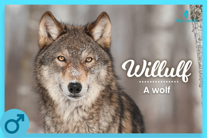 Willulf, a savage wolf